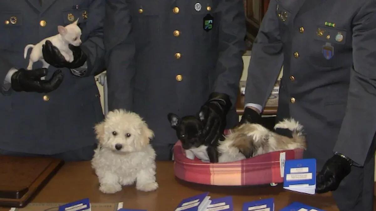Vendeva di nascosto cuccioli di cane e impiegava 3 lavoratori "in nero" nel suo stand: maxi sanzione per un espositore - 