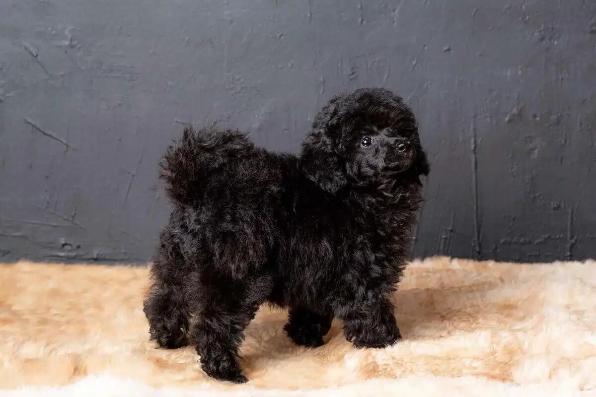 Guida alla scelta del giusto allevamento di barboncini - 