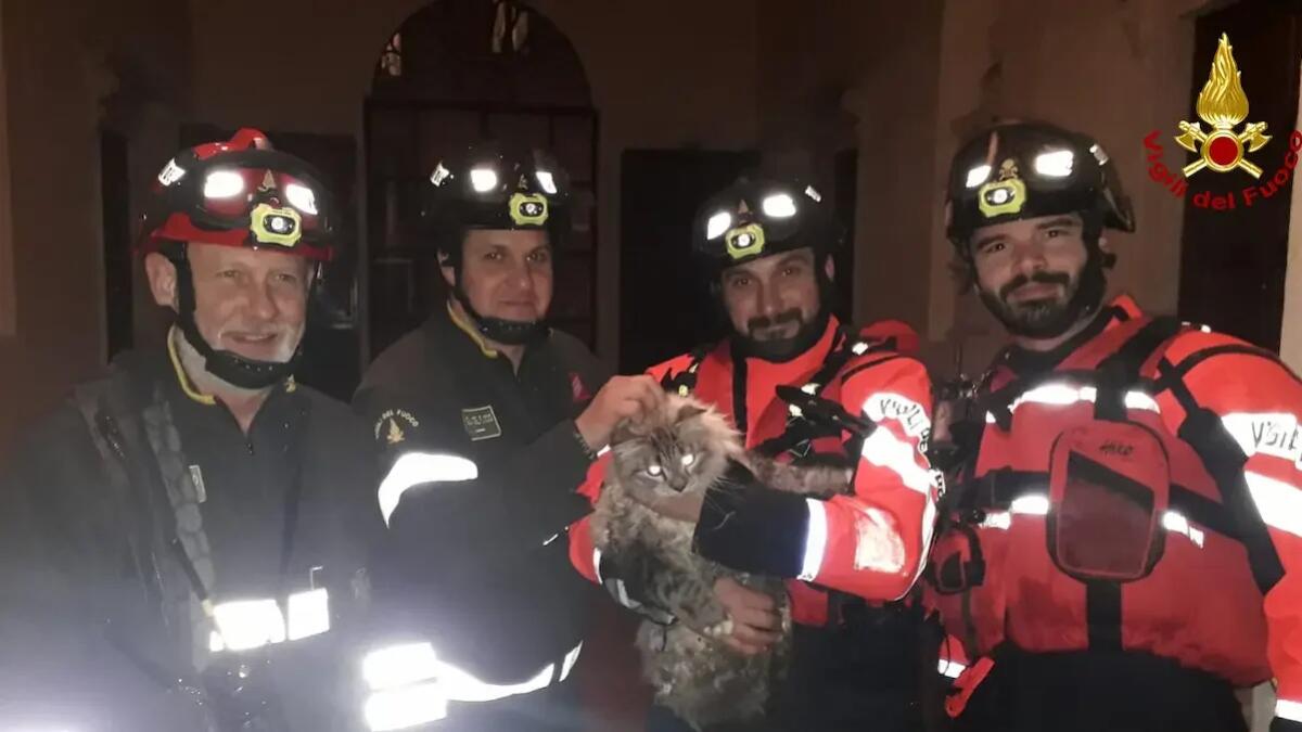 Salta dalla finestra e resta bloccato sul fiume: gatto salvato dai vigili del fuoco - 