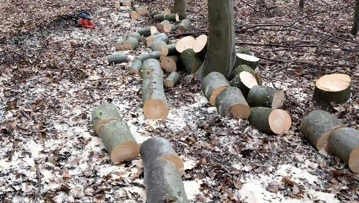Gli frana addosso un cumulo di tronchi mentre lavora nel bosco: muore operaio 48enne - 