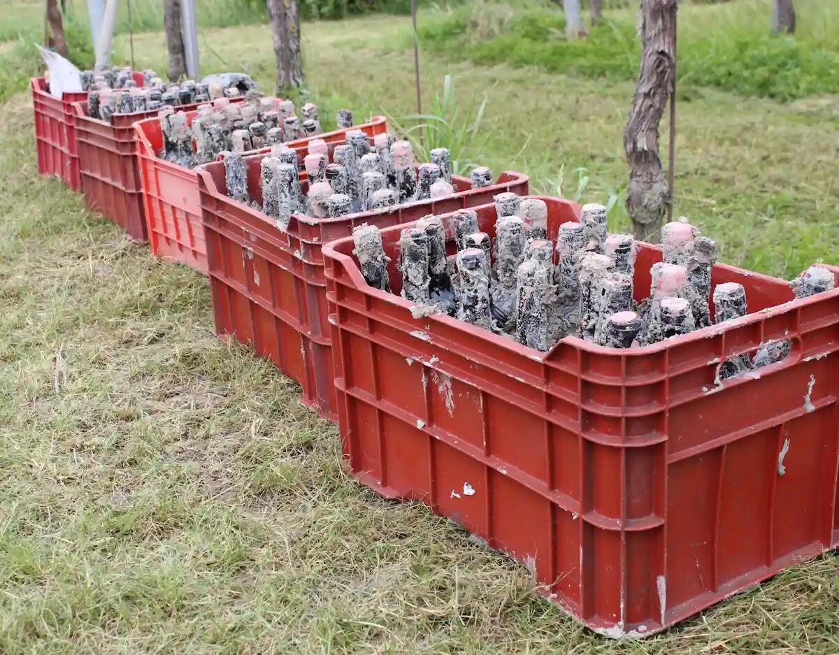 Un anno sotto terra: in Friuli c'è un vino che unisce tecnologia, arte e solidarietà - 