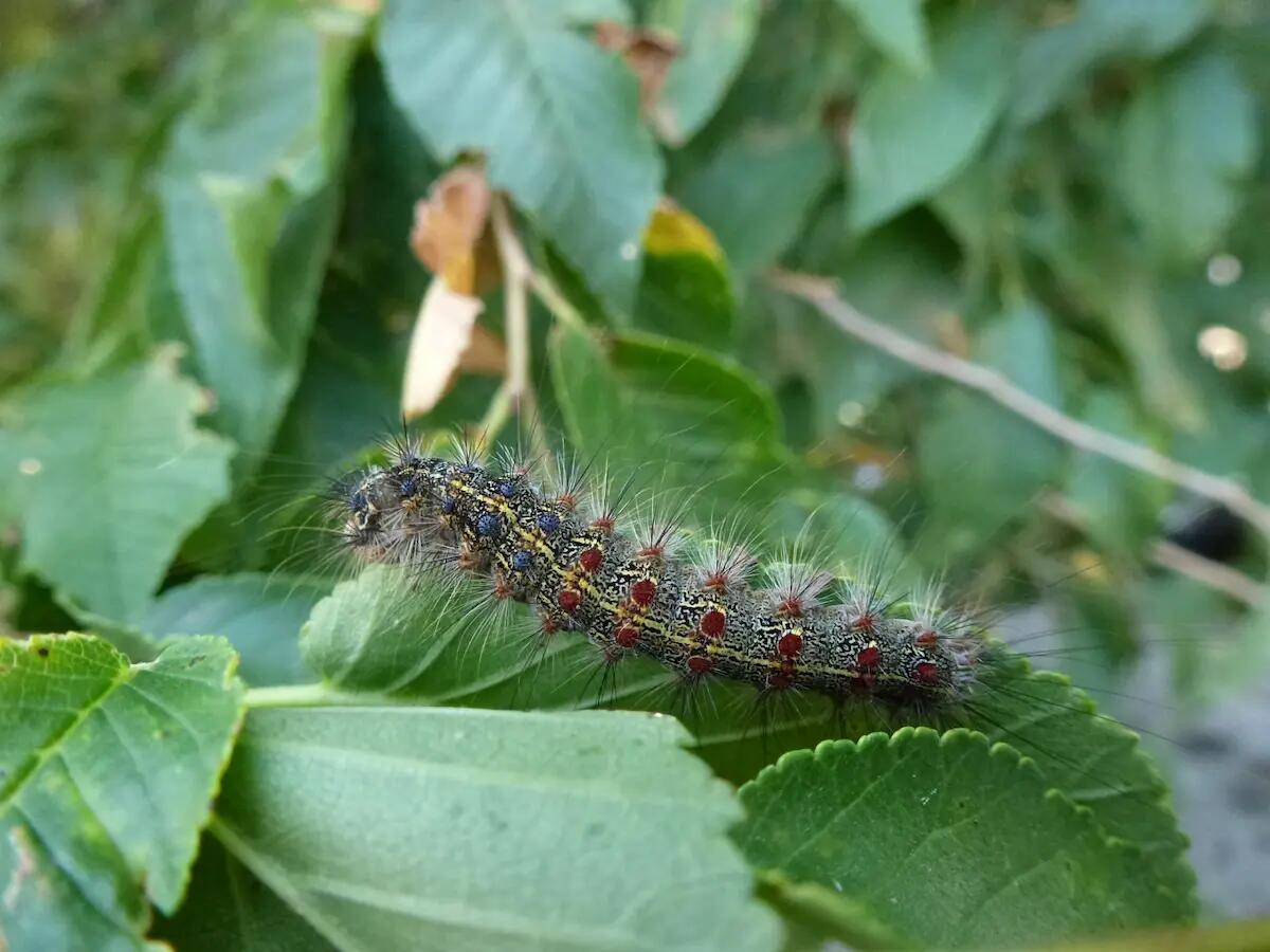 30 anni di Bausinve: il convegno a Tolmezzo per celebrare la protezione delle foreste del Friuli - 