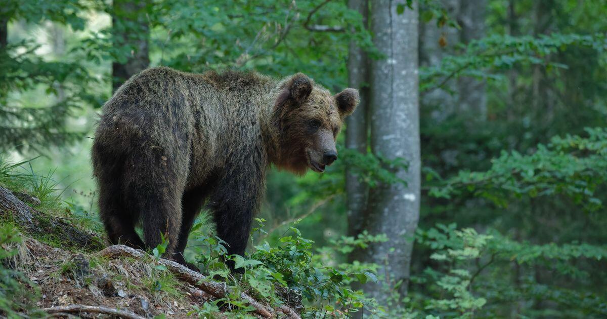 Orso M91 abbattuto in Trentino, Fugatti: "Era inevitabile" - 
