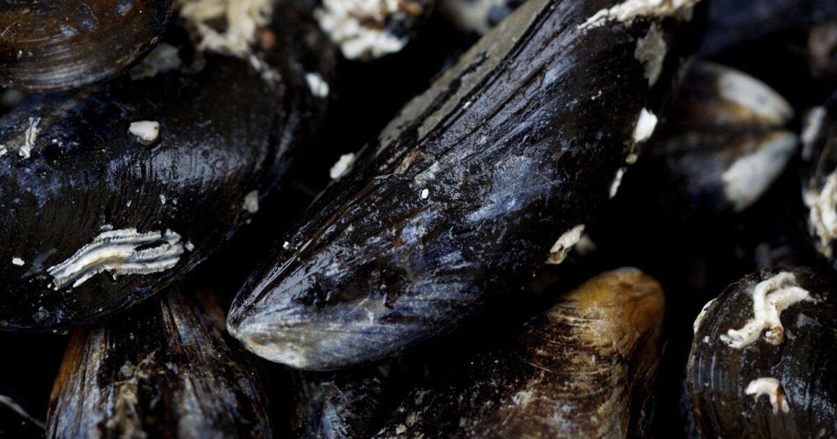 Cozze contaminate alla diossina nei ristoranti di Taranto: indagati 19 soggetti - 