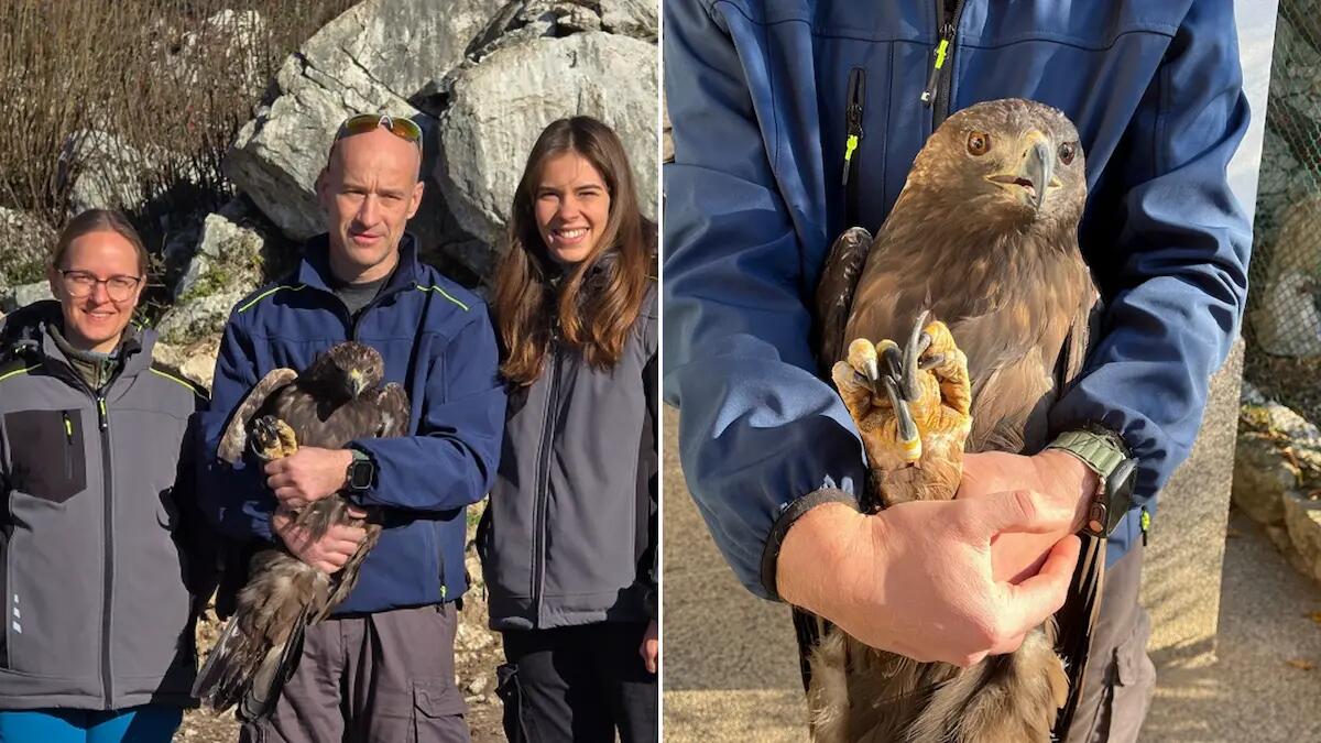 Leonardo torna a volare: l’aquila reale rilasciata in Friuli dopo le cure -