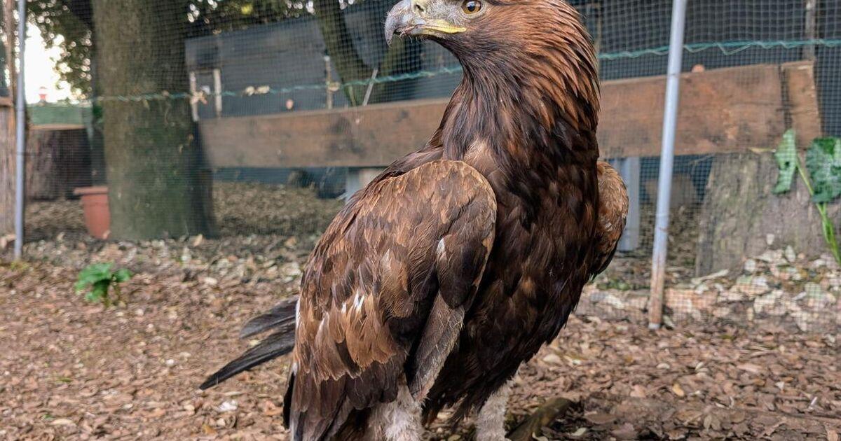 La storia di Gwaihir, l'aquila reale che riconquista il suo padrone - 