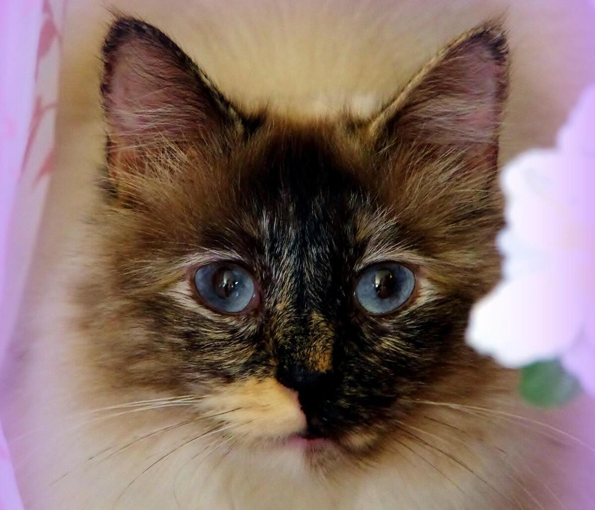 Aviaria: gatto muore in Oregon a causa di cibo crudo congelato - 