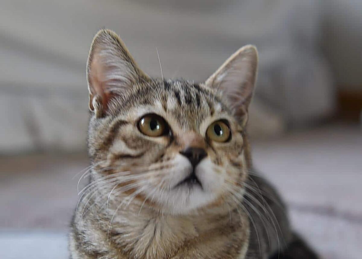 Influenza aviaria in gatto domestico a Bologna: nessun allarme - 