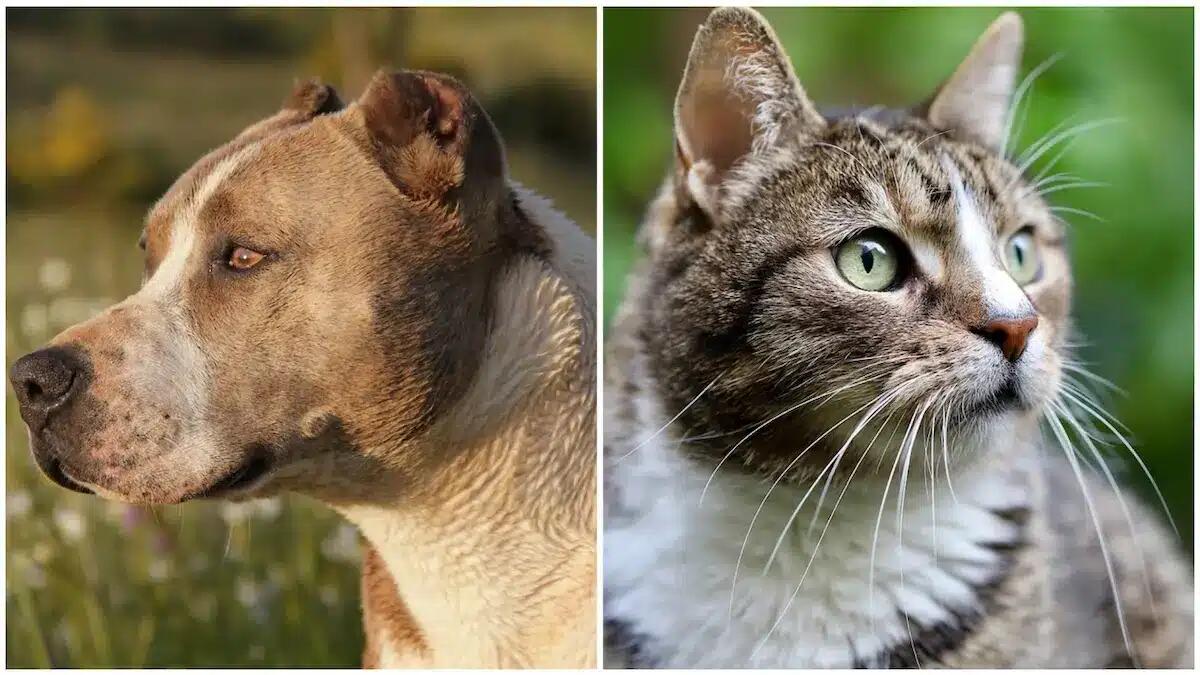 Due cani di grossa taglia girano liberi in piazza con tracce di sangue tra le fauci: è di "Arturo", sbranato - 