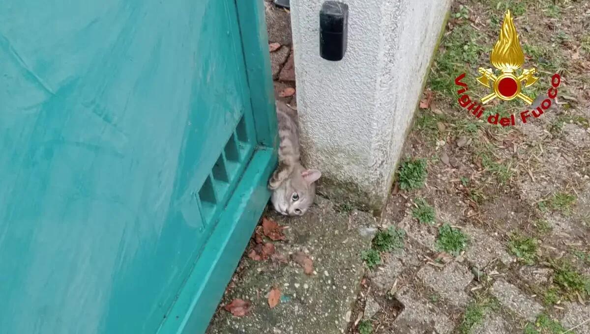 Gatto rimane incastrato tra la colonna e il cancello durante la chiusura automatica: liberato dai pompieri - 