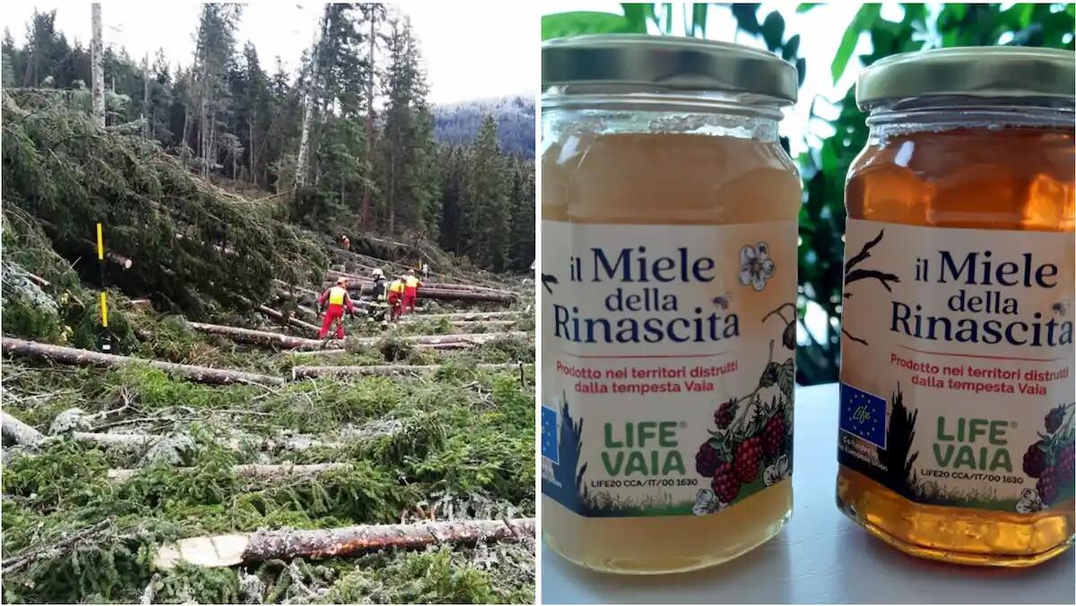 Dal disastro ambientale alla rinascita: la produzione di miele dai boschi distrutti dalla tempesta del 2018 -