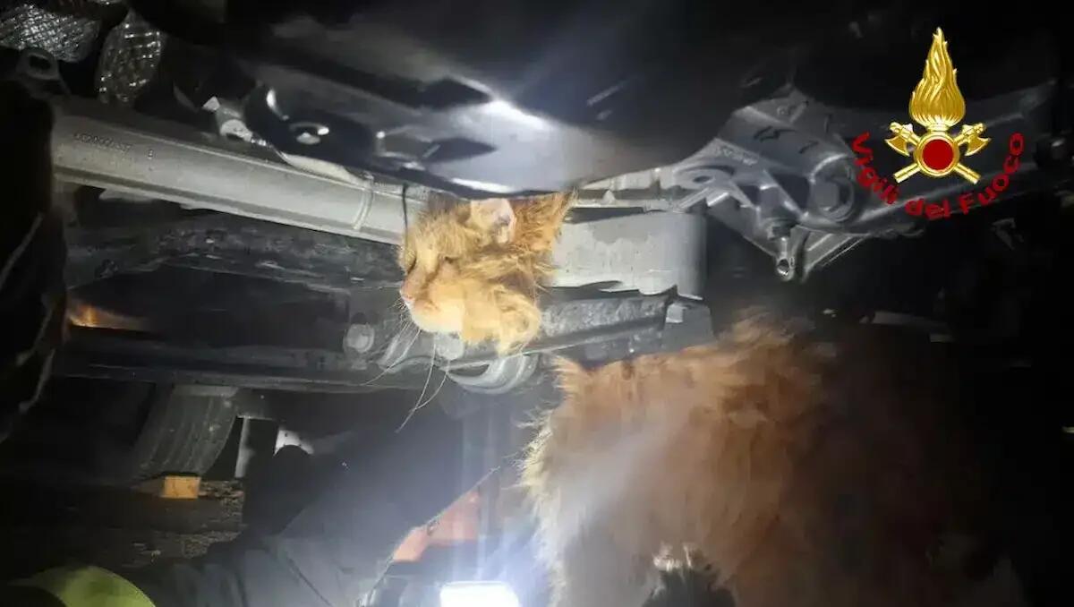 Azzano Decimo, gatto incastrato nel motore di un'auto: salvato dai vigili del fuoco - 