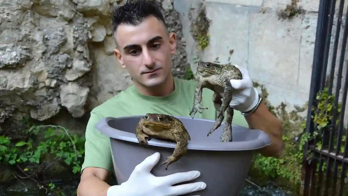 Rospi e fauna selvatica intrappolati dalle infrastrutture: il grido di Colnaghi per la biodiversità -