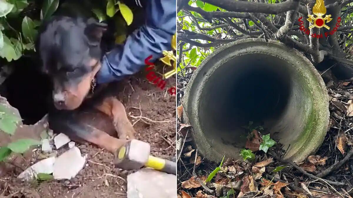 Si infila in un tubo di cemento e rimane intrappolato: rottweiler salvato dai vigili del fuoco - 
