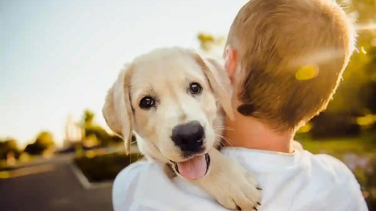 Bonus animali domestici 2025: requisiti e come richiederlo -