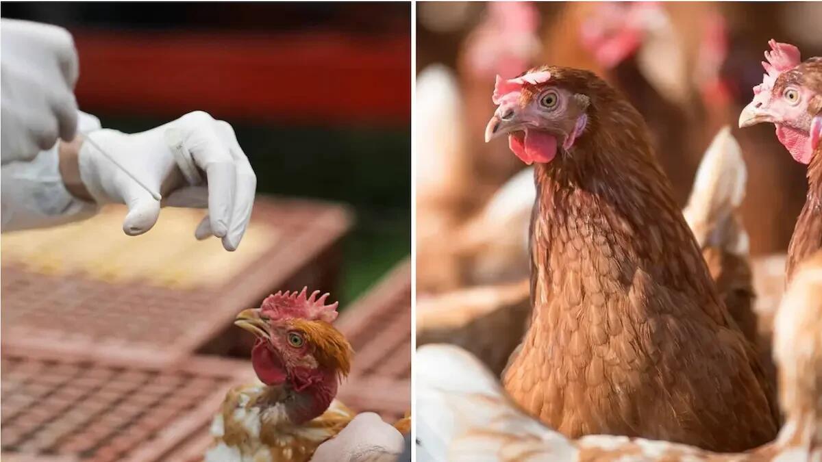 Aumenta l'allarme per l'influenza aviaria: già 17 allevamenti colpiti, interviene Confagricoltura - 