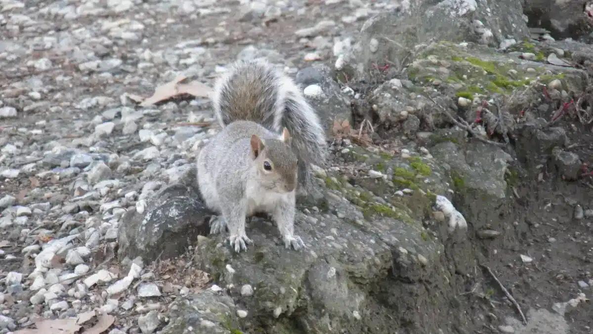 Scopri la biodiversità del Friuli Venezia Giulia: nuovi volumi su specie protette e invasive - 