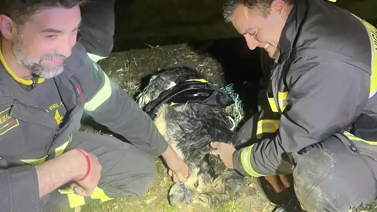 Cade nelle roggia e non riesce a risalire: i Vigili del fuoco salvano un cane dall'acqua gelida - 