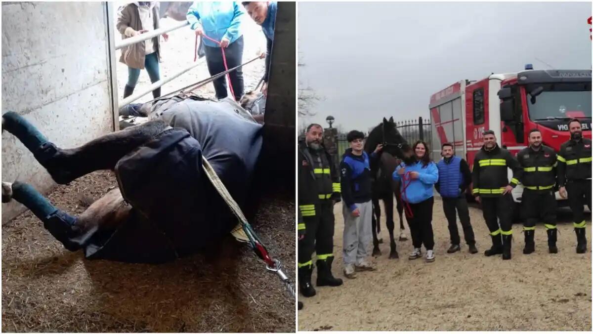 Scivola e cade rimanendo incastrato nella cancellata del box: cavallo soccorso e liberato dai vigili del fuoco - 