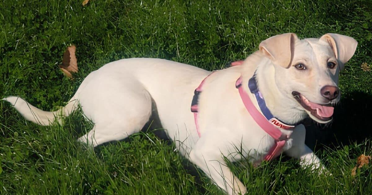 Cagnetta Kate ritrovata viva dopo 14 giorni dispersa nell'Abetone - 