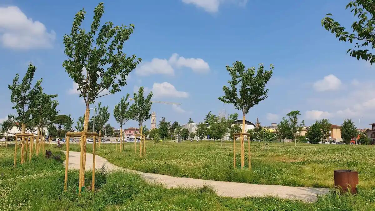 Piantumazione di alberi a Bussolengo: un passo verso una città più verde e sostenibile -