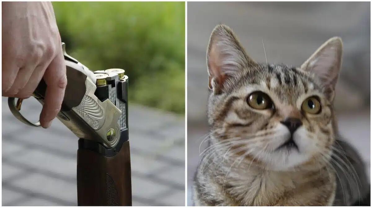 Spara col fucile a un gatto che rimane agonizzante: eutanasia per l'animale, si cerca il "cecchino" - 