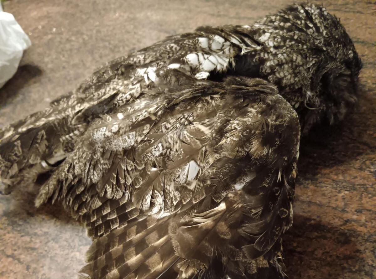 Gufo africano muore per i botti di Capodanno: una tragedia evitabile - 