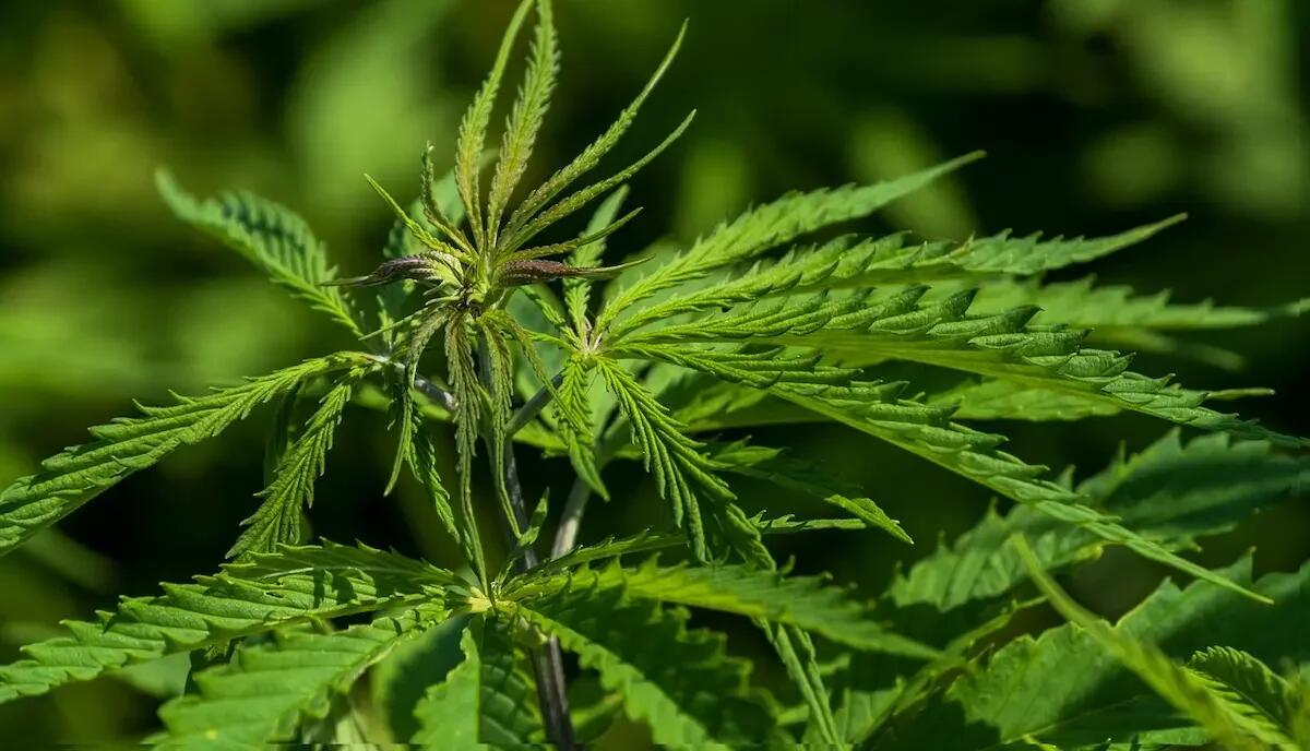 Un marchio che fa la differenza - 