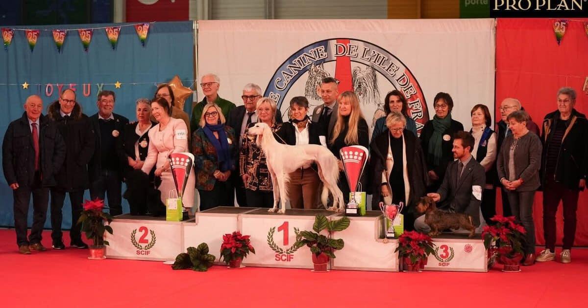 Campioni di bellezza: azawakh e saluki, i levrieri dei Tuareg - 