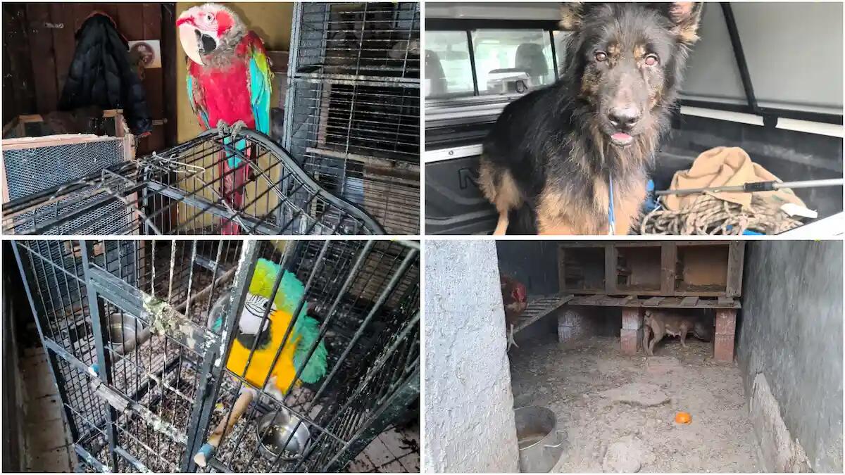 Animali maltrattati e abbandonati in Friuli: sequestrati pappagalli e cani in grave sofferenza - 