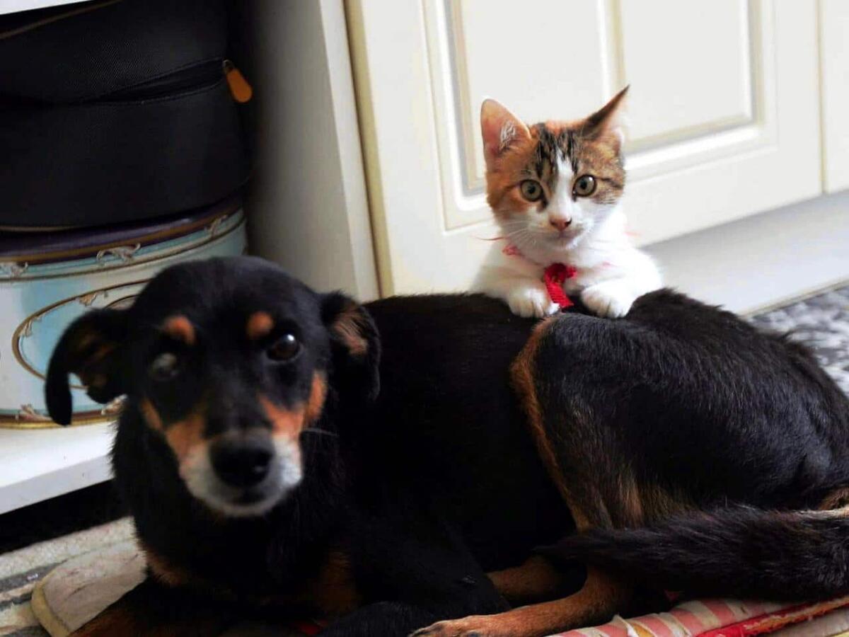 Rischio influenza aviaria per gatti e cani: come proteggerli - 