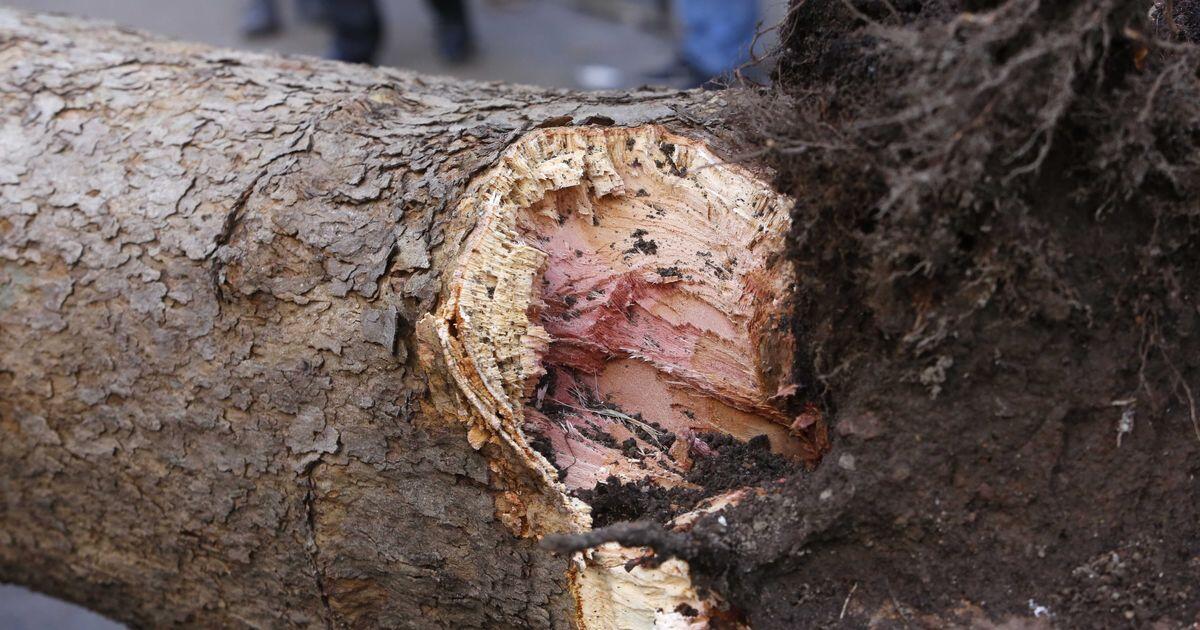 Tragico incidente sul lavoro: operaio travolto da un albero a Pescia - 