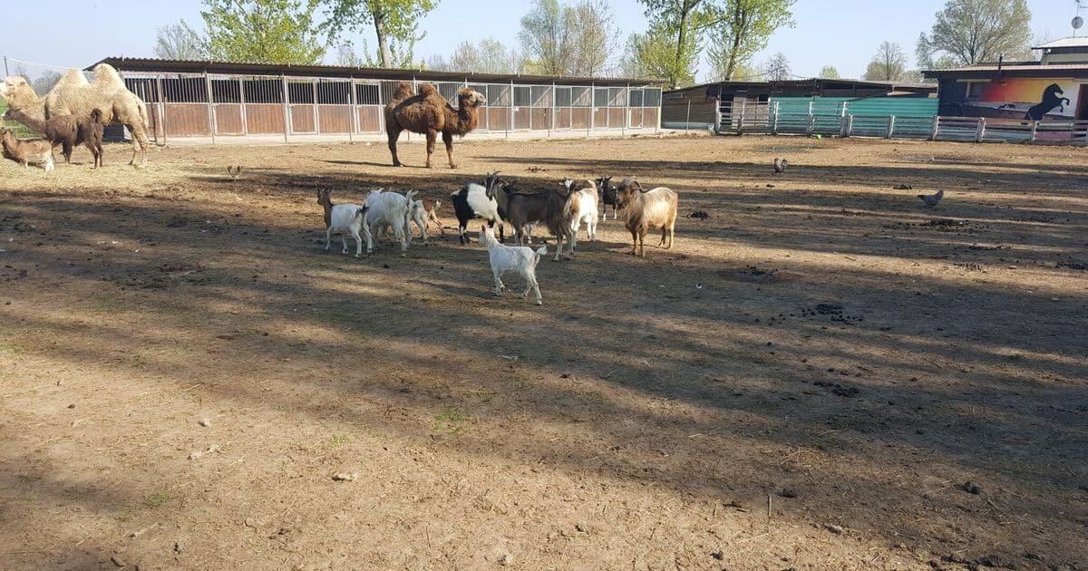 La Fazenda Rocco: dalla confiscata alla contesa, il caso che divide Palazzo Pignano - 