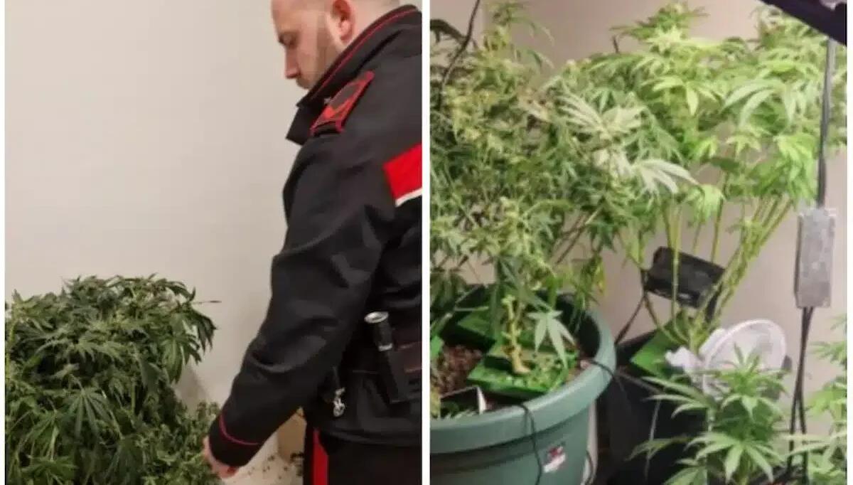 Aveva in casa 3 bici rubate e una vera e propria coltura di marijuana: denunciato 29enne rumeno - 