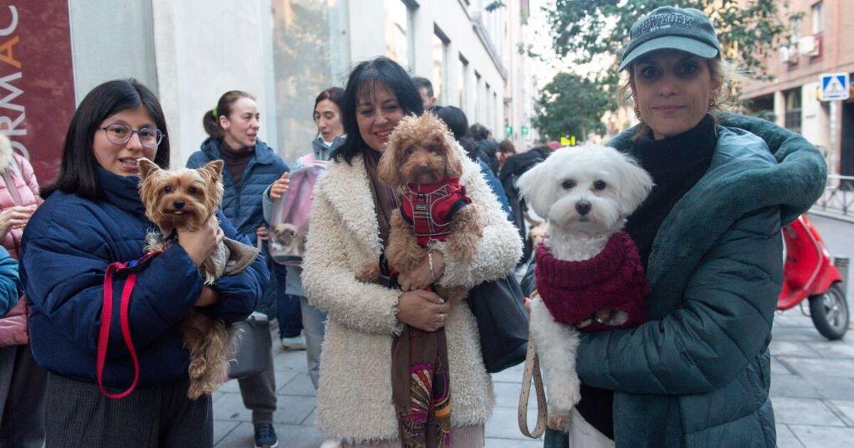 Sepoltura animali da compagnia nel cimitero comunale: nuova normativa a Milano - 