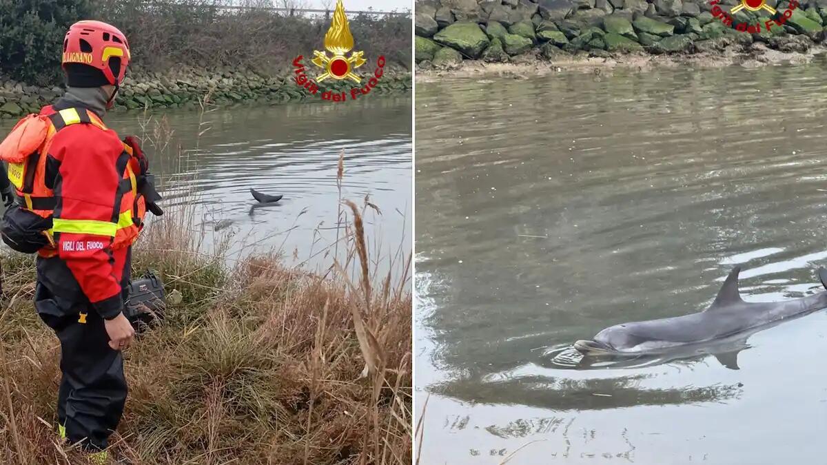 Delfino intrappolato nella laguna di Lignano: i pompieri lo salvano e lo restituiscono al mare - 