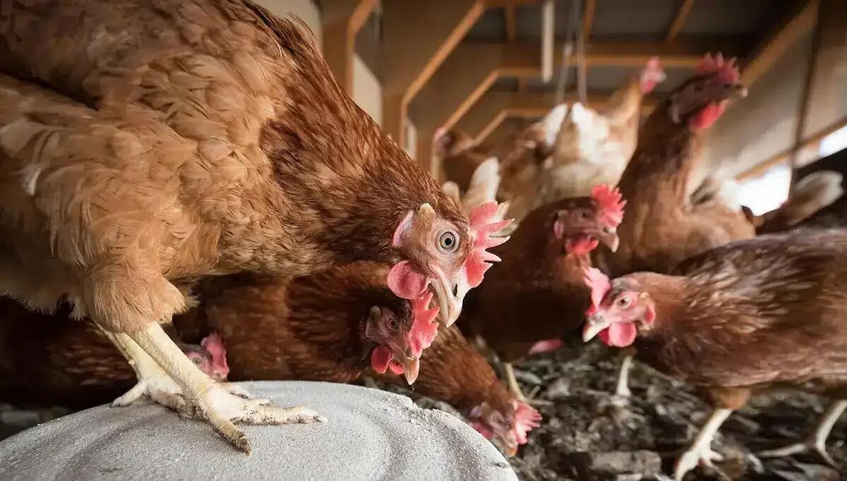Nuovo focolaio di influenza aviaria: colpite 800mila galline ovaiole, ipotesi vaccino al centro dei dibattiti - 