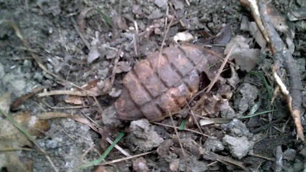 Scoperta choc: rinvenuta bomba a mano della Seconda Guerra Mondiale in una vecchia stalla - 