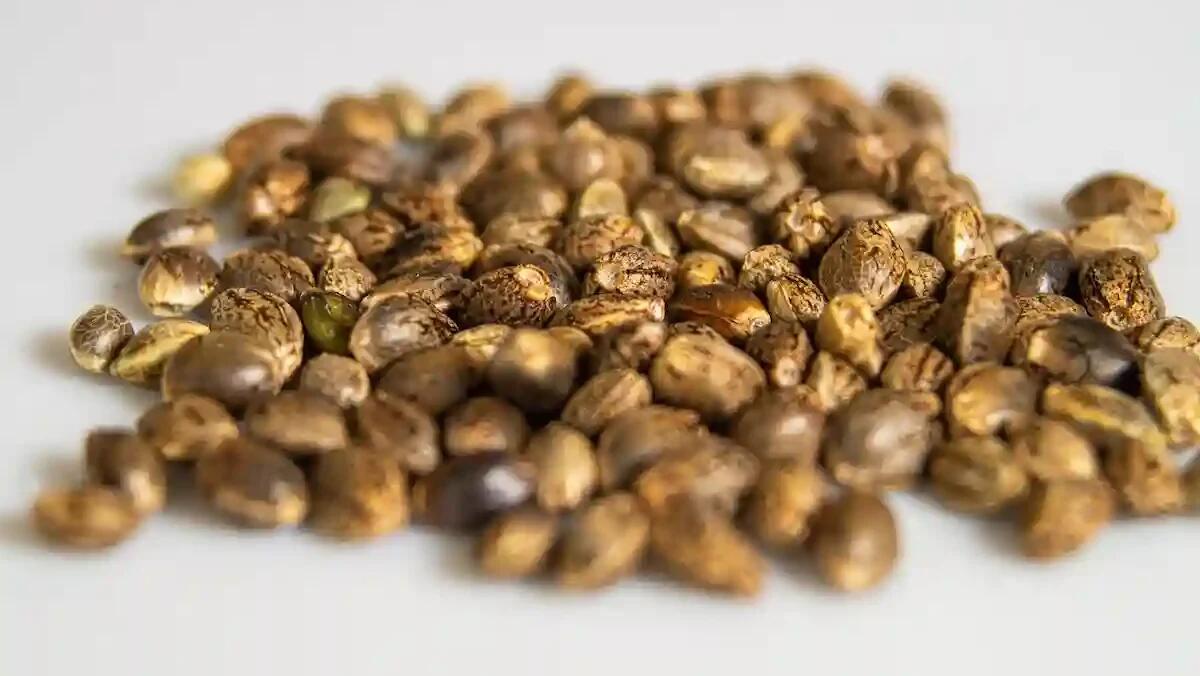 Perché è importante che i semi di cannabis siano femminizzati? - 