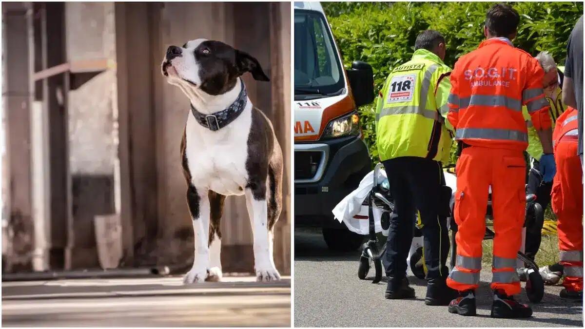 La padrona sviene a terra a causa di un malore, cane eroe abbaia per allertare i soccorsi e la salva - 