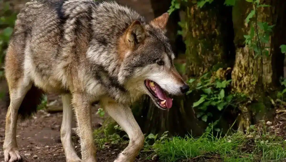 Attacco dei lupi a due passi dal centro abitato: sbranata una cerva in piena notte - 