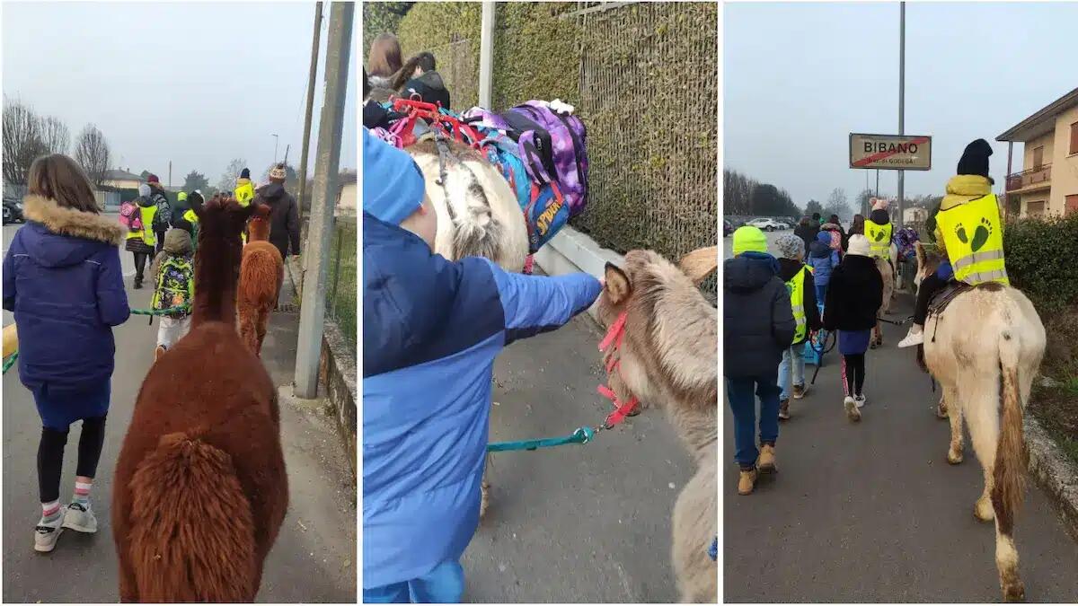 Il Quattro Zampe Bus fa il pieno di sorrisi tra i bambini: in viaggio a scuola con asini, alpaca e cani -