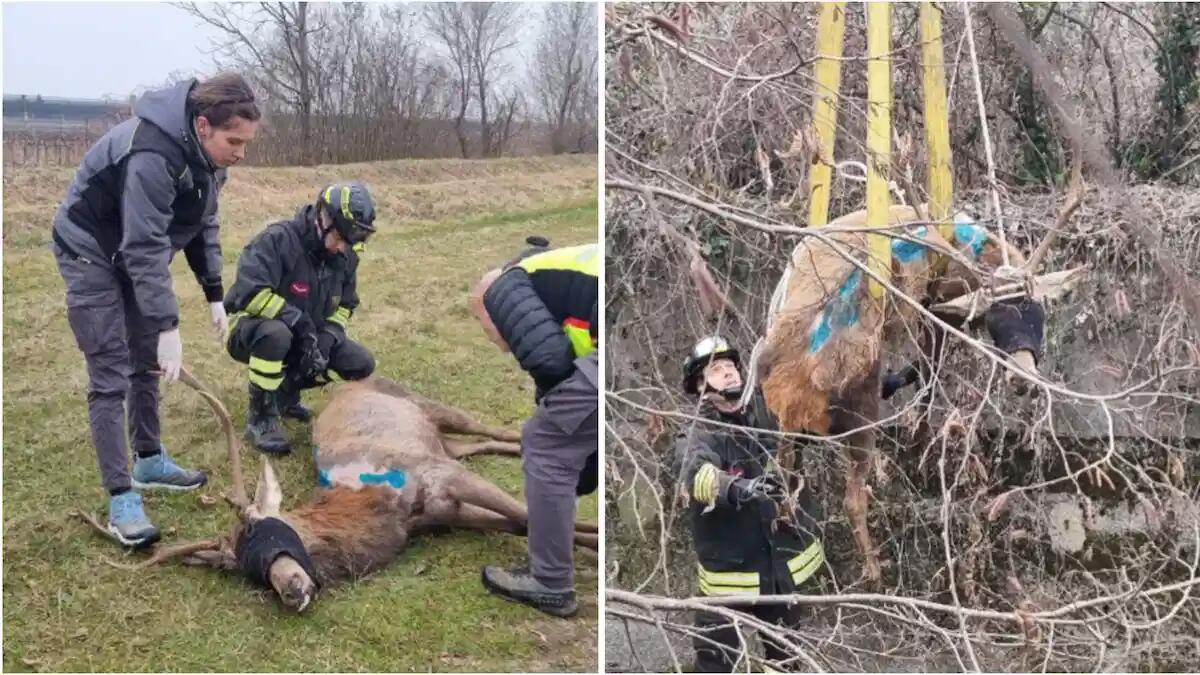 Roveredo in Piano, recuperato e salvato un cervo in difficoltà caduto in un vascone idrico vuoto -