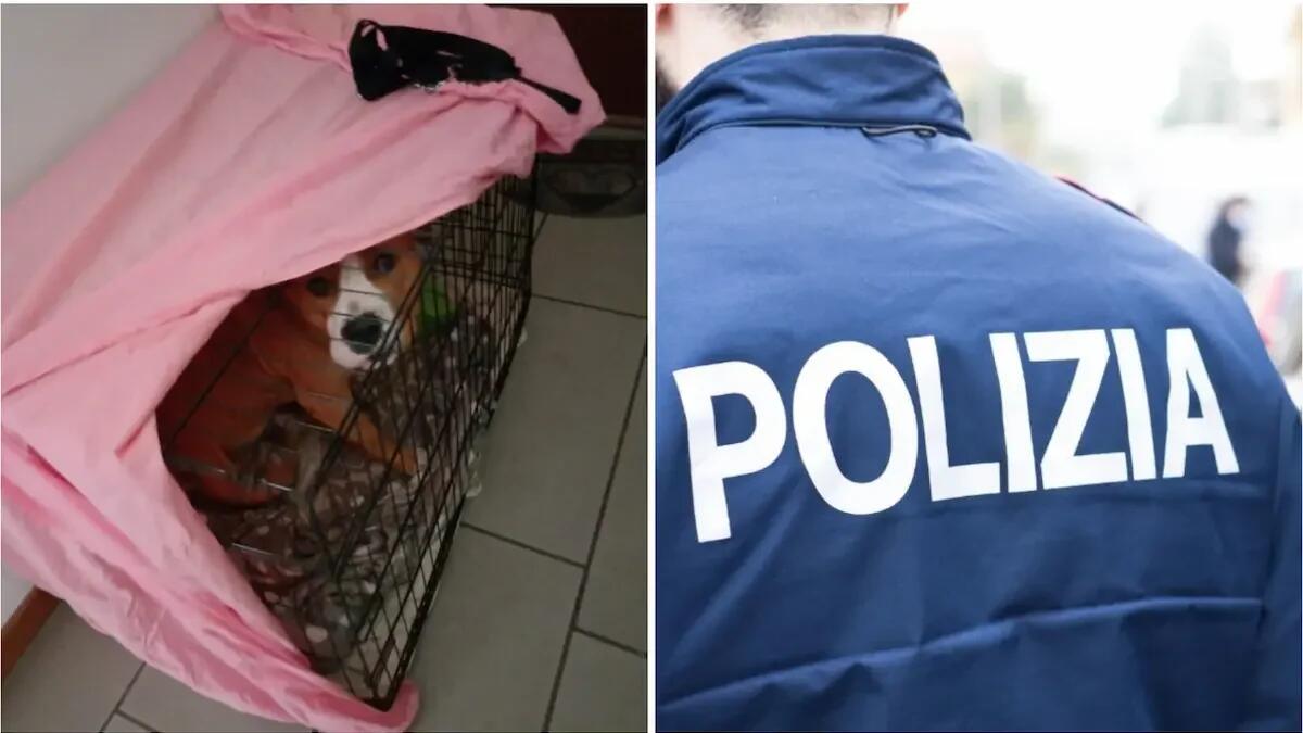 Cane maltrattato e rinchiuso in una gabbia piccola: salvato dalla polizia, denunciato il proprietario - 