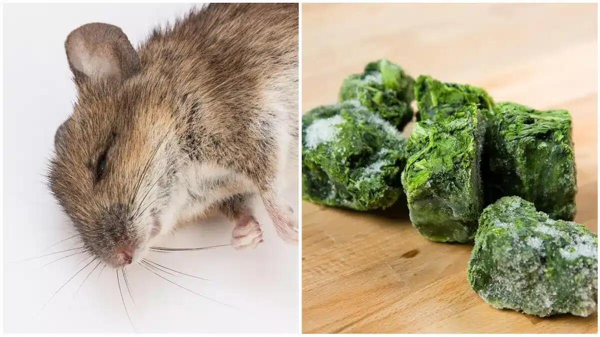 Ritrovamento shock: testa di topo nella confezione di spinaci congelati, avviata l'indagine -