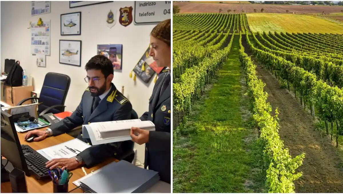 Scoperti 4 braccianti in nero nelle vigne del Pordenonese: maxi multa e sospensione attività - 