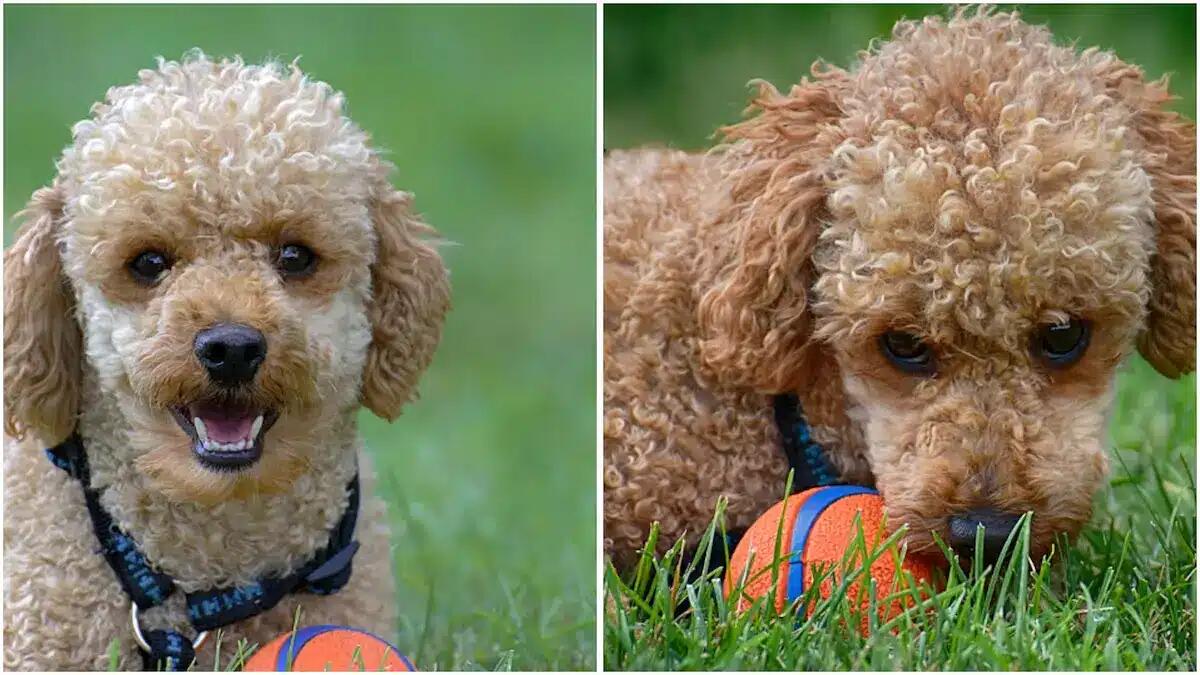 Trafficavano illegalmente barboncini dall'Est Europa: tre di Muggia condannati alla reclusione - 