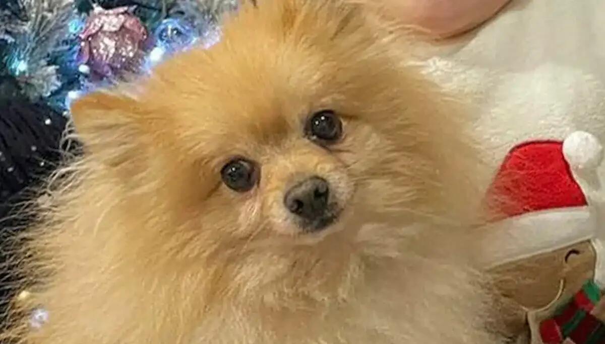 Investito da un'auto mentre passeggia al guinzaglio: l'impatto è letale per il volpino Minu - 