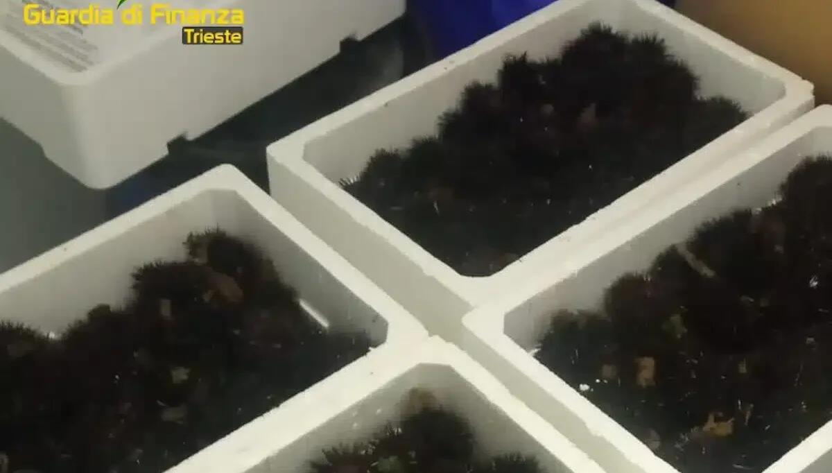 Furgone trasportava prodotti ittici privi di documenti di tracciabilità: sequestrati 128 chili di ricci di mare - 