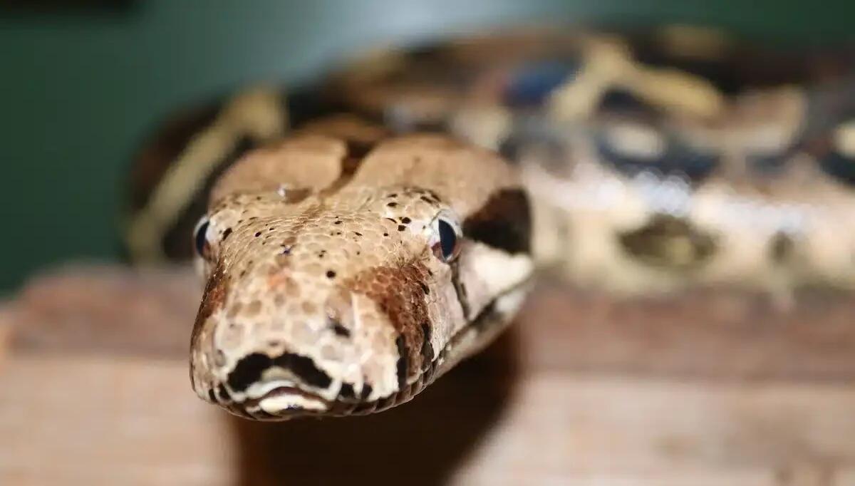 Minacciano la tabaccaia con un boa constrictor: coppia identificata dalle telecamere -